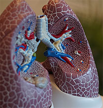 Lung model